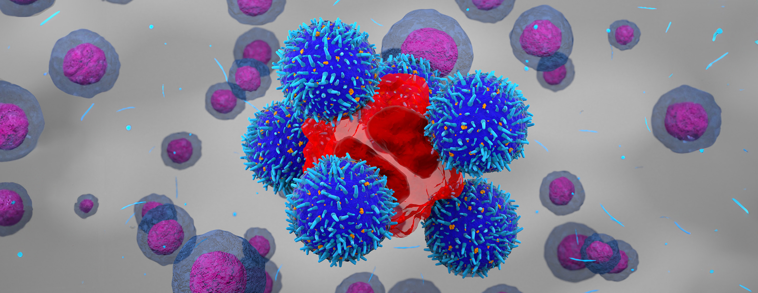 Illustration of T lymphocyte white blood cells (blue) attacking a cancer cell (red).